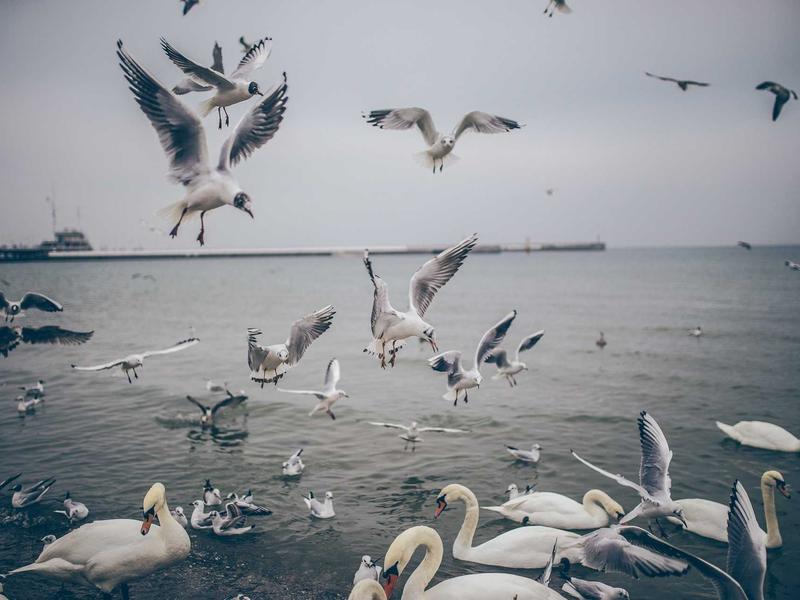 sudoku nature theme screenshot 2